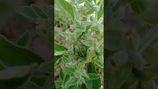 Ashwagandha plants, Ashwagandha ki kheti, अश्वगंधा का पौधा,#shorts