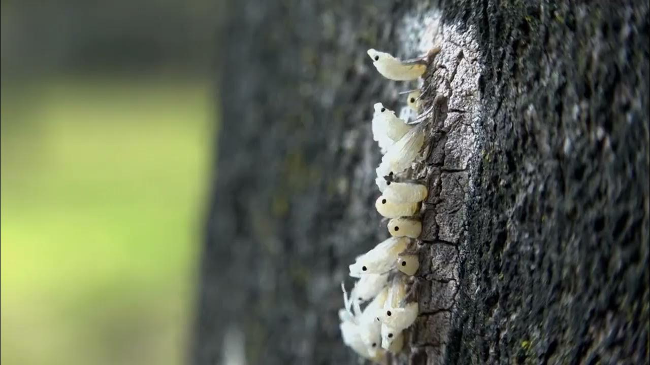 spotted-lanternfly-nymphs-hatching-2023-youtube