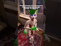 Не мы, а я #grinya #kurgan #гриня #курган #фурри #furry #антифурри #shorts #short