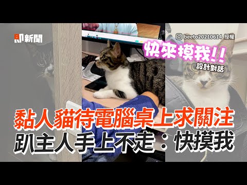 黏人貓待電腦桌上求關注 趴主人手上不走：快摸我│寵物│貓咪｜猫｜ねこ│Pet│Cat│Kitten