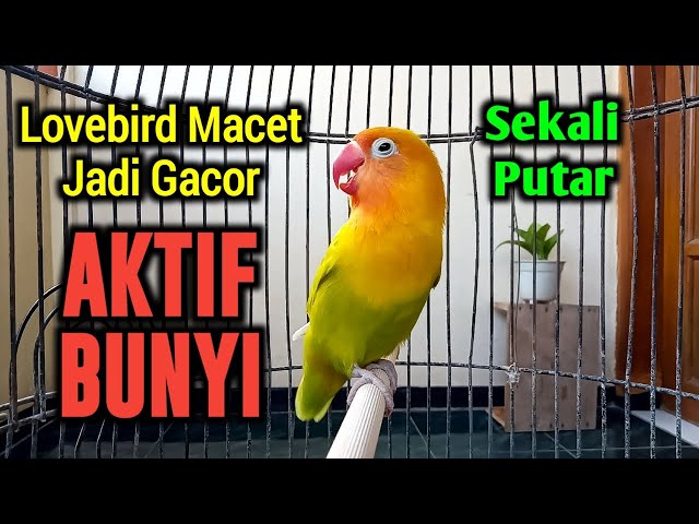 SUARA BURUNG LOVEBIRD NGEKEK PANJANG, PUTAR SEKALI LOVEBIRD SEMULA MACET JADI GACOR AKTIF BUNYI LAGI class=