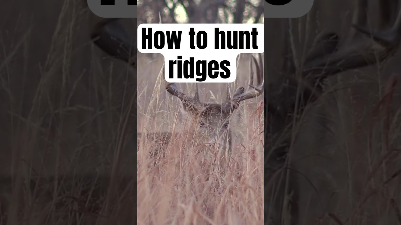 How to hunt ridges 