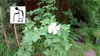 In the garden Rose - EvoDX Ultra HD 4K Sports and Action Camera @ 4K edited 1080p