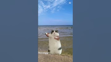 Thumbnail of HEJ MIŚKI CZAS WSTAĆ!🤣 #roblox #cat #horse #konie #equestrian #memes #funny #dlaciebie #wow