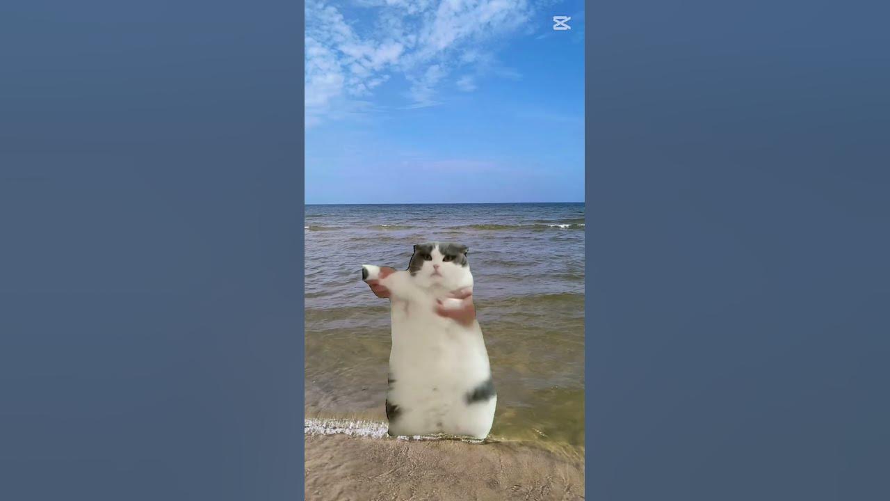 HEJ MIŚKI CZAS WSTAĆ!🤣 #roblox #cat #horse #konie #equestrian #memes #funny #dlaciebie #wow HEJ MIŚKI CZAS WSTAĆ!🤣 #roblox #cat #horse #konie #equestrian #memes #funny #dlaciebie #wow