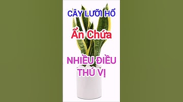 Cây Lưỡi Hổ Ẩn Chứa Nhiều Điều Thú Vị #dinhduong #health #suckhoe