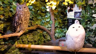 Visiting Lovely Owl Cafe in Japan | Kyoto Owl's Forest