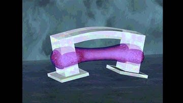 3D printed hydrogel bio bots powered by muscle cells and controlled with electrical pulses 720p