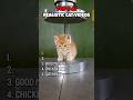 Ranking the top 5 Ai cat videos #ranking #ai #trynottolaugh #shorts #cat