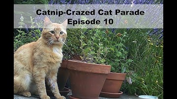 Catnip-Crazed Cat Parade Episode 10