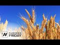 Flashback Friday: Is Gluten Sensitivity Real? & GF Diets - Separating the Wheat from the Chat