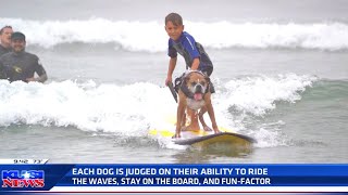 Surf Dog Surf-A-Thon this Sunday offers fun for the whole family🌊 by Helen Woodward Animal Center 322 views 8 months ago 4 minutes, 32 seconds