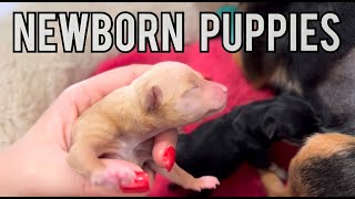The birth cry of a baby newborn puppy | Day One and Mom's Injection  | Cute Toy Terrier | Veterinary