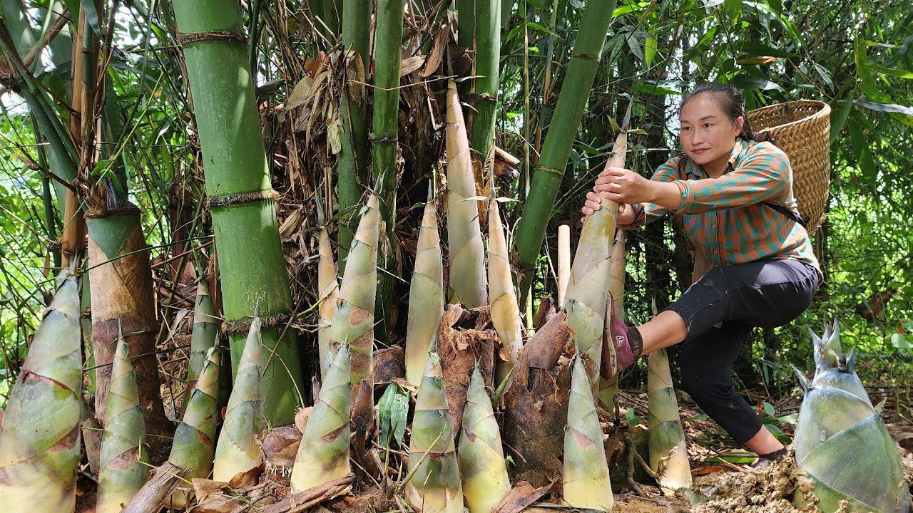 Harvesting giant bamboo shoots in large quantities go to the market to sell, cooking | Ly Thi Tam