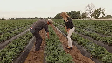 ¿Cuándo se siembra frutilla en Argentina?