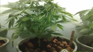 Hits from the Grow!