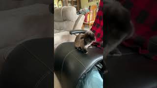 Bunny Wants Attention #mybunny #bunny #mycuterabbit #bunnystory