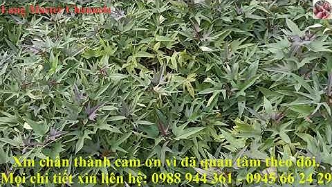 Những nguyên nhân chính làm cho củ khoai lang "Vừa tròn, vừa ngắn" I Lang Master Channels