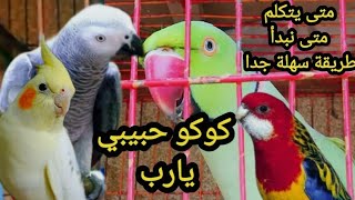 تعليم الببغاء الكلام متي نبدا ومتي يتكلم وكم يحفظ. تكرار كلمة ( يا رب )  الدرة الهندي الكاسكو parrot