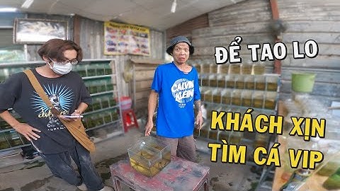 Ông chủ trại cá Betta hướng dẩn cách trị nấm và vị khách Oldschool