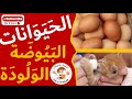 الحيوانات الولودة البيوضة بحث
