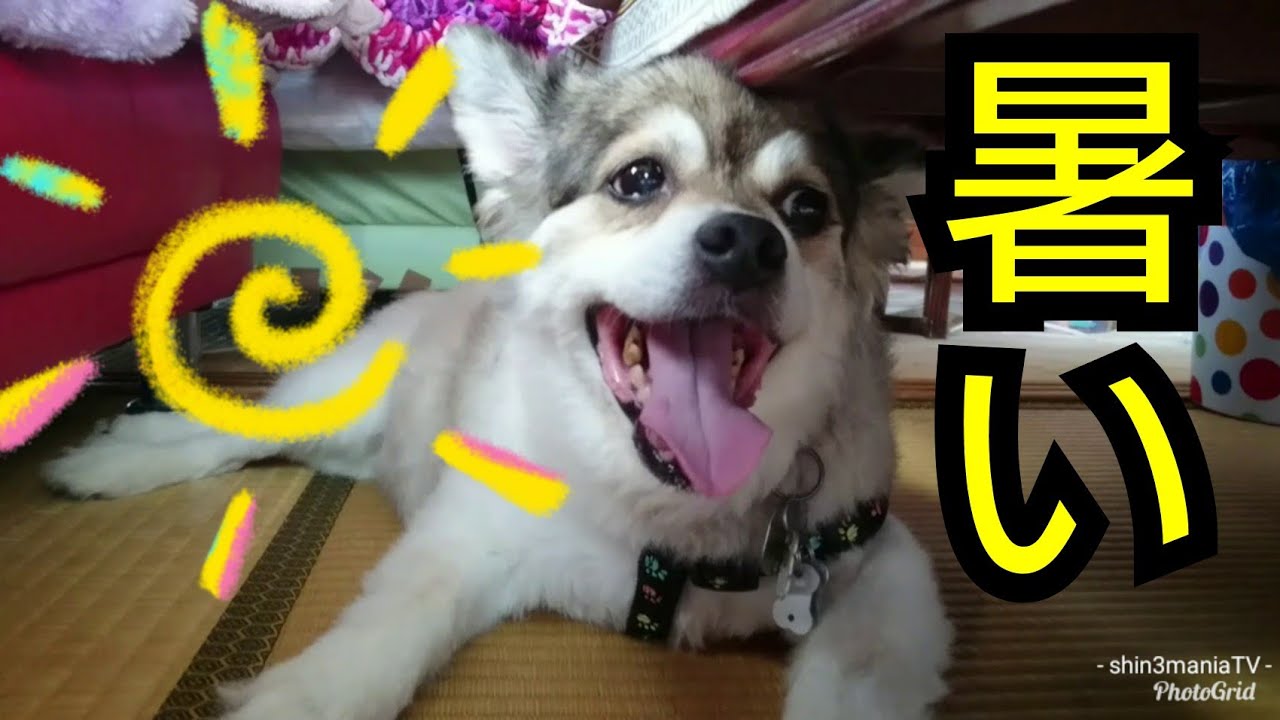 犬動画 ハアハアしている もこみちも暑いって Youtube