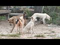 Dogs are happy to live together || # 499 Nature Show