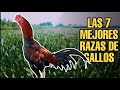 LAS 7 MEJORES RAZAS DE GALLOS