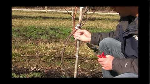 How to Train & Prune Young Grape Vines for a Single Cordon System | Year 2 Grape Care Tips