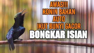 PANCINGAN KOLIBRI NINJA GACOR NGOBRA FULL TEMBAKAN INI 100% AMPUH BIKIN KONIN BAHAN IKUT BUNYI