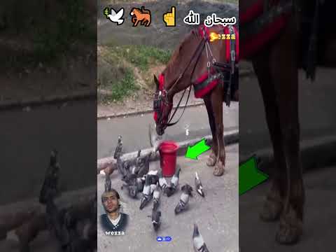 المشاركة هي رعاية موقف من حصان مع الحمام