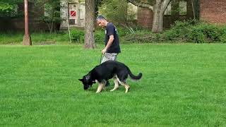 IGP article tracking. innitial learning phase German Shepherd 17 months #nosework