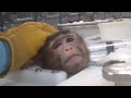 Investigator bonds with monkeys in lab
