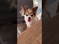 Stellastory #pet #viral #cute #foryou #fypage #animals #dog #doglife #chihuahua #love #shorts #fyp
