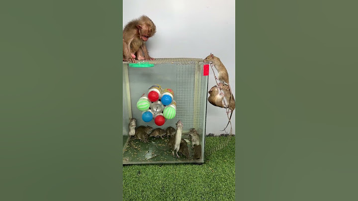 The little monkey grabbed the mouse and ran away
