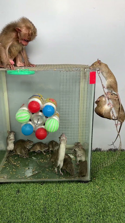 The little monkey grabbed the mouse and ran away