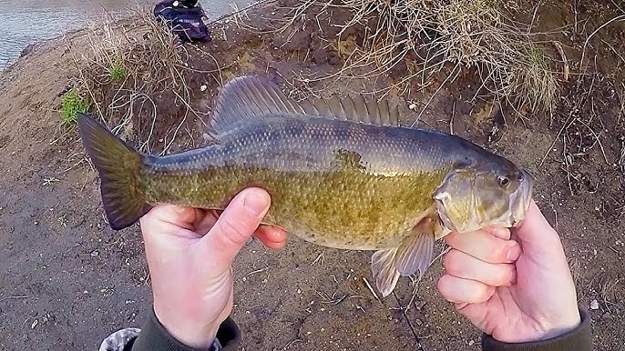 How To Fish The BOOYAH Toad Runner Jr. 