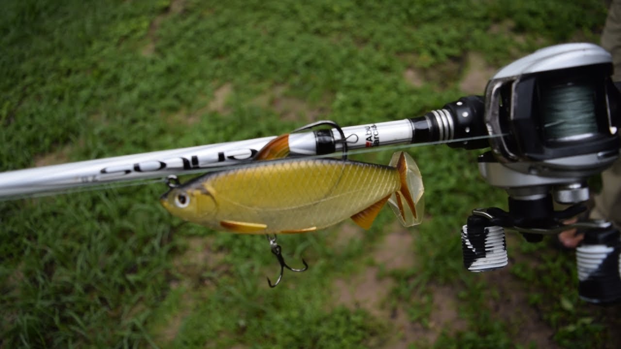 LIVETARGET Swimbait Fishing Challenge