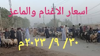 اسعار الاغنام والماعز بسوق السبت اليوم ٣٠/ ٩/ ٢٠٢٣م