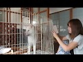 【秋田犬ゆうき】お姉さんは太ったみたいなので若い方のママと遊ぶ【akita dog】