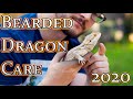 Bearded Dragon Care Guide 2020 | From Baby To Adult Beardie Care