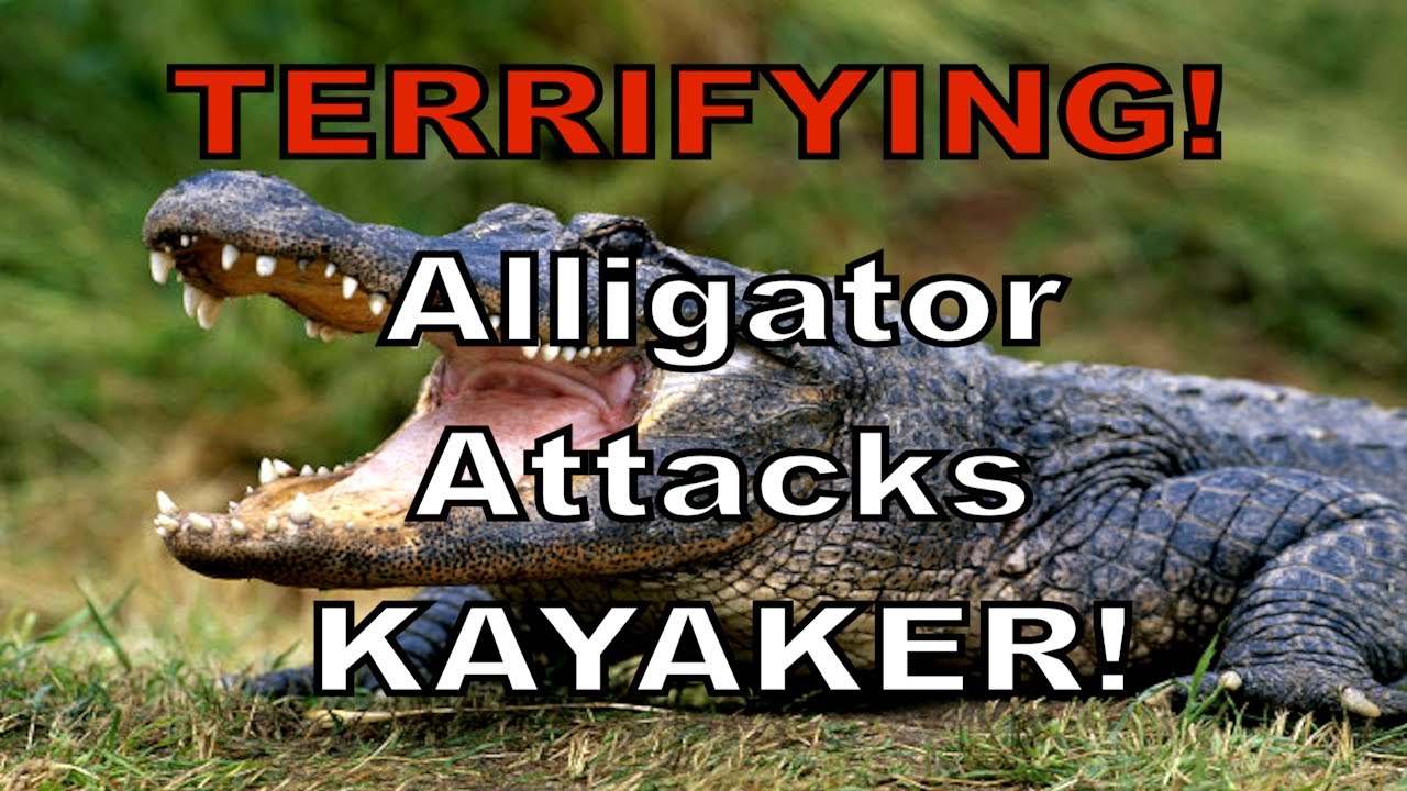 TERRIFYING! Alligator charges kayaker. See what happens next... YouTube