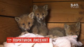 На Волині зоозахисниця урятувала життя трьох лисенят На Волині зоозахисниця урятувала життя трьох лисенят