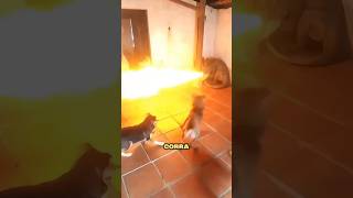 Se ver um desses ANIMAIS EM SUA CASA... CORRA