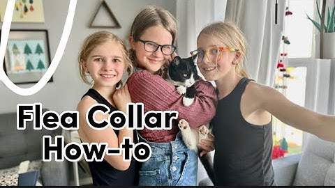 Seresto flea collar for cats reviews năm 2024