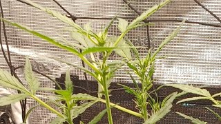 Day 69 from Planting Sour Jealousy Auto