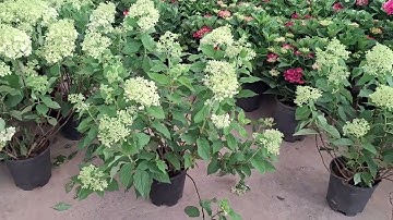 Bán cây cẩm tú cầu thân gỗ, cẩm tú cầu Trung Quốc, cẩm tú cầu Đà Lạt 0977973535