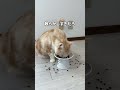 #猫 #ねこ #cat #好きな子猫 #猫好きさんと繋がりたい #猫のいる生活 #猫動画