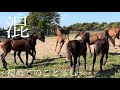 【離乳直後に放牧地へ　ノーカット版】　異なる放牧地で育った当歳馬たちが合流‼️第4グループが新たに加わる瞬間を現場からお届けします‼️‼️