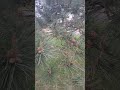Now Deep Thoughts / The Forest Flasher #forest #deepthoughts #shenanigans #streamer #fyp